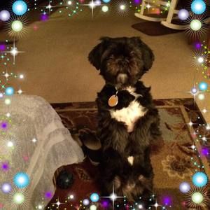 Meet your Posher, Janie